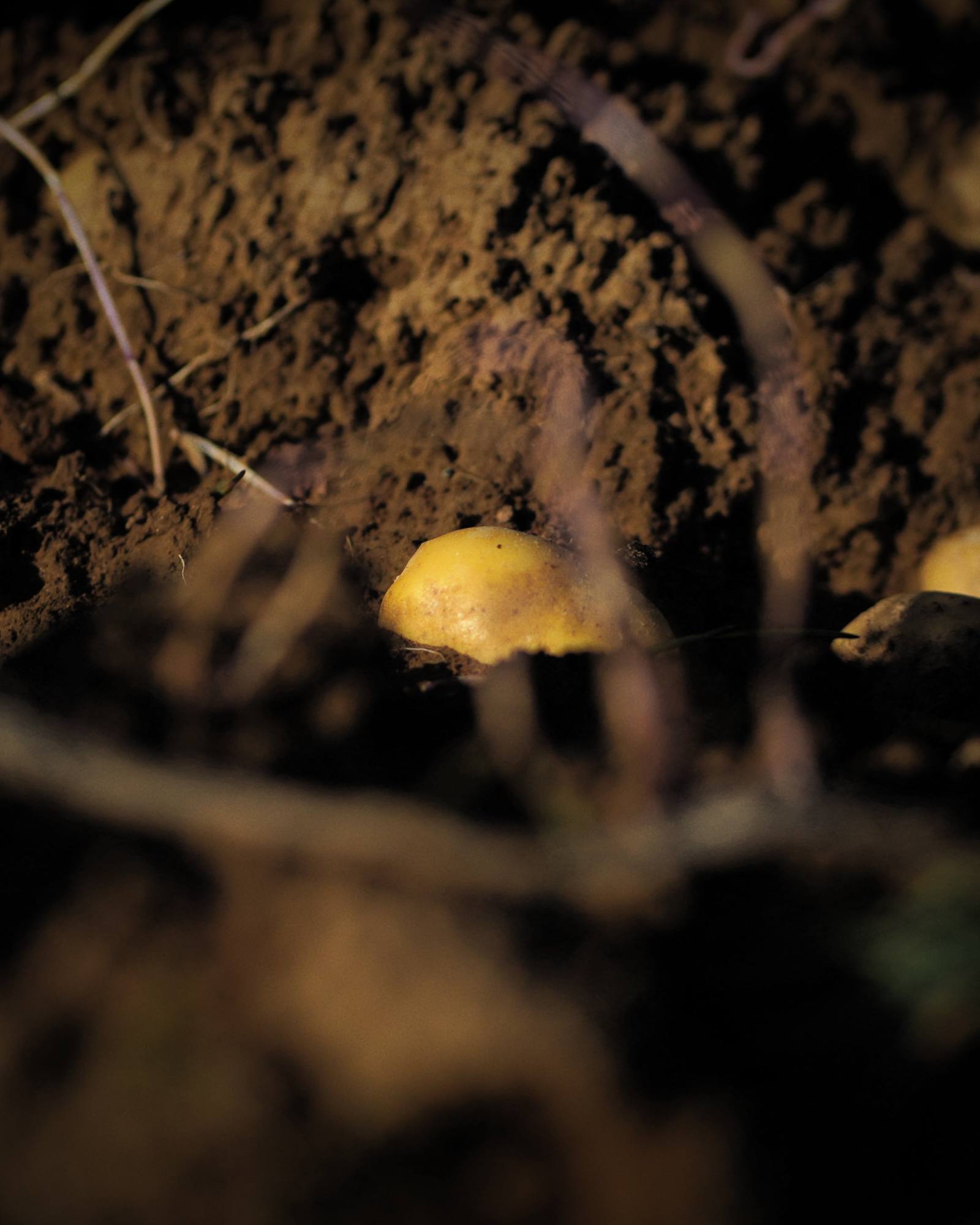 Récolte de pommes de terre en Ardenne